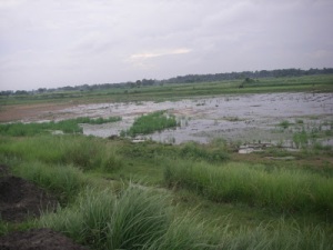 Kush grass in abundance in Nalanda